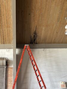 A red ladder is positioned under a wooden ceiling with a large, dark water-damaged area next to a white brick wall and an exit sign.