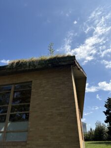 A small tree and overgrown grass are growing from the edge of a flat brick building roof under a partly cloudy sky.